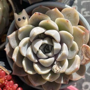 ティッピー,ブルーサプライズ,スノーバニー,多肉植物,ダイソー産の画像