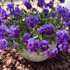 ビオラ,花のある暮らし,広い庭の画像