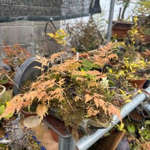 タンチョウソウ,コケ,イワヤツデ,シダ植物,小品盆栽の画像