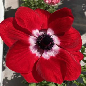 アネモネ,アネモネ　デカン,アネモネ　デカン,アネモネ　momo,アネモネ　momoの画像