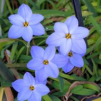 ハナニラの画像