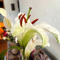 ユリ,ユリ カサブランカ,GSのみなさんに感謝♡,お花を楽しむ,お疲れ様です♡の画像