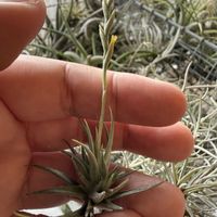 チランジア,エアプランツの画像