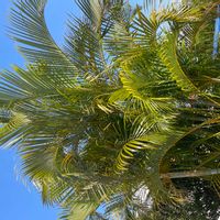 アレカヤシの画像