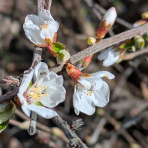スイセン,スイセン,ヒュウガミズキ,ヒュウガミズキ,ユスラウメの画像