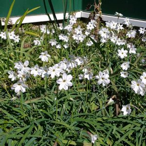 ハナニラ,季節の花,小さな庭の画像