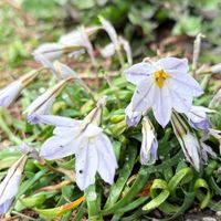 ハナニラ,ハナニラ,公園,お出かけ先の画像