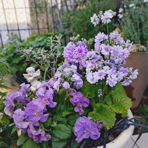 爽やか,花のある暮らし,きれいな色,小さな庭の画像