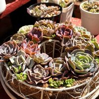 多肉植物,癒される,no green no life,多肉植物のある暮らし,鳥取県の画像