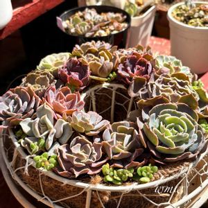 多肉植物,癒される,no green no life,多肉植物のある暮らし,鳥取県の画像