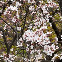 ユスラウメの画像