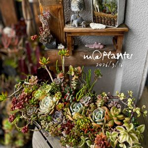 黄麗,白牡丹,春萌,ラウリンゼ,秀麗の画像