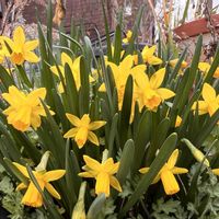 スイセン,ツワブキ,紫陽花 アジサイ あじさい,お庭好きお花好き,庭が好きの画像