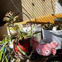 小人の祭り,リプサリス,ミルクゥージ,ミルキーウェイ,ダシフィルムの画像