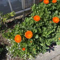 キンセンカの画像