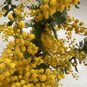 ミモザ,黄色いお花,玄関の画像