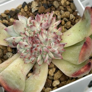 桃太郎,多肉植物,多肉男子の画像