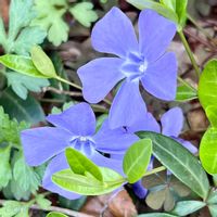 シバザクラ,ベロニカ・オックスフォードブルー,シラーシベリカ,ヒメツルニチニチソウ,メラスフェルラの画像