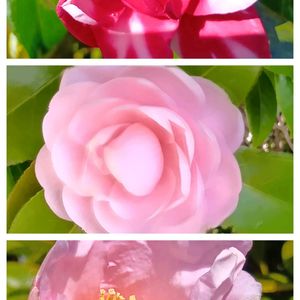 小さな庭の画像