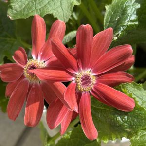 サイネリア,バラ咲きインパチェンス フィエスタ,咲いた！,冬越し,大好き見切り品の画像