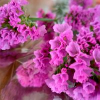 スターチスの画像