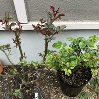 ダフネ,ダフネ,マイスタージンガー バラ,プリンセスヴェール,プリンセスヴェールの画像