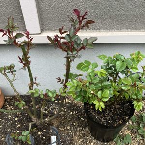 ダフネ,ダフネ,マイスタージンガー バラ,プリンセスヴェール,プリンセスヴェールの画像