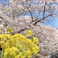菜の花,ナノハナ,菜の花畑,春めき桜,菜の花と桜の画像