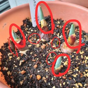 チューリップ アイスクリーム,チューリップ アイスクリーム,可愛い,新芽,がんばれ！がんばれ！の画像