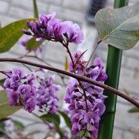 ハーデンベルギア,マメ科,花のある暮らし,花自慢,春はすぐそこの画像