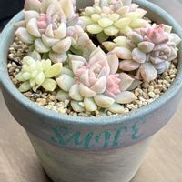 多肉植物,自作リメ鉢,埼玉タニラー,モフモフ大好き,元ママさん苗の画像