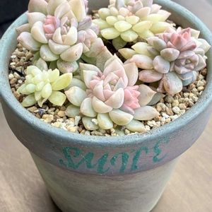 多肉植物,自作リメ鉢,埼玉タニラー,モフモフ大好き,元ママさん苗の画像