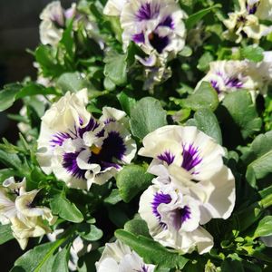 パンジー,花日和オリジナル ファルダ,花日和オリジナル ファルダ,ベランダガーデン,ガーデニングの画像