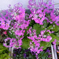 ビオラ,桜草の画像