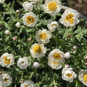 はなかんざし。,白い花,植物のある暮らし,はなかんざし,花友さんに感謝の画像