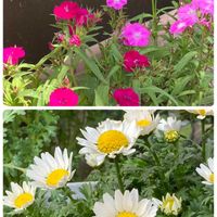 ナデシコ,ナデシコ,ノースポール,ノースポール,鉢植えの画像