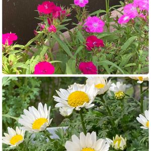 ナデシコ,ナデシコ,ノースポール,ノースポール,鉢植えの画像