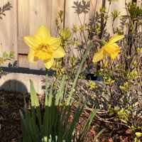 スイセン,お庭の植物,#お庭と暮らすの画像