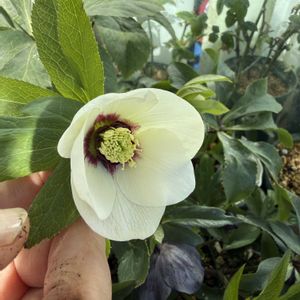 クリスマスローズ,クリスマスローズ,クリスマスローズ   シングル,クリスマスローズ   シングル,ベランダガーデニングの画像