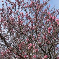 ハナニラ,ヒメオドリコソウ,ハナモモ？,スマホ撮影,朝の散歩道の画像