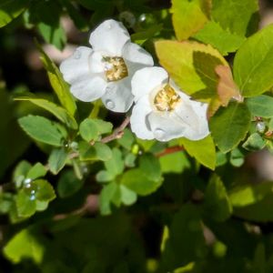 白い花,季節を楽しむ,花が好き,成長,春を感じるの画像