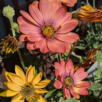 オステオスペルマムの画像