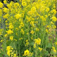 菜の花,満開,お散歩,綺麗〜❤️,可愛い❤の画像