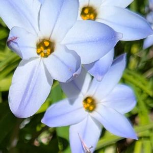 花いろいろ,バラと夢CLUB,フェンスの隙間から,おうち園芸,2019同期の画像