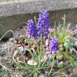 花のある暮らし,四季の彩り,春の風景♥️,春庭♥️,巡る季節♥️の画像