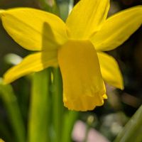 スイセンの画像