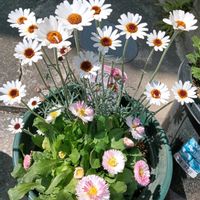 鉢植え,花のある暮らし,玄関前,私の癒やしの画像