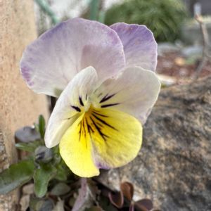 スミレ,+安曇野,小さな庭の画像