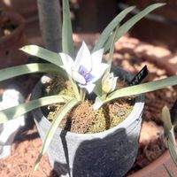 チューリップ,原種系チューリップ トルケスタニカ,鉢植え,球根,ガーデニングの画像