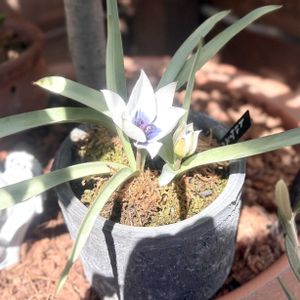 チューリップ,原種系チューリップ トルケスタニカ,鉢植え,球根,ガーデニングの画像